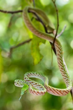 Oriental Whipsnake or Asian Vine Snake on tree, (Ahaetulla prasina) Tangkoko National Park. Sulawesi, Indonesia, Wildlife