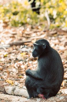 endemic monkey Celebes crested macaque known as black monkey (Macaca nigra) in rainforest, Tangkoko Nature Reserve in North Sulawesi, Indonesia wildlife