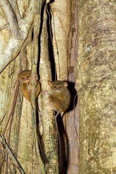 very rare and endemic Spectral Tarsier, Tarsius spectrum,Tangkoko National Park, Sulawesi, the worlds smallest primate, Indonesia wildlife