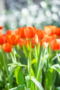 Close up red tulips blooming in the flower park garden