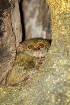 very rare and endemic Spectral Tarsier, Tarsius spectrum,Tangkoko National Park, Sulawesi, the worlds smallest primate, Indonesia wildlife