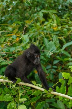 cute baby of endemic monkey Celebes crested macaque known as black monkey (Macaca nigra) in rainforest, Tangkoko Nature Reserve in North Sulawesi, Indonesia wildlife