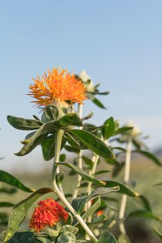 Safflower (Carthamus tinctorius,False saffron) has begun to bloom and buds of Safflowers in garden