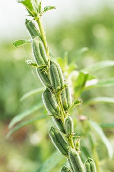 Sesame seed flower on tree in the field, Sesame a tall annual herbaceous plant of tropical and subtropical areas cultivated for its oil-rich seeds