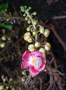 Close-up of Shorea robusta or Cannonball flower (Couroupita guianensis) on the tree