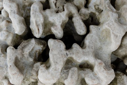 White coral texture macro photo. Dry sea coral structure closeup.