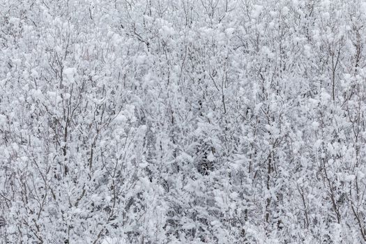 Snowy branches with selective focus. Abstract winter background in cloudy daylight.