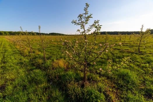 rows of large young apple garden wide angle daytime sunlight shot