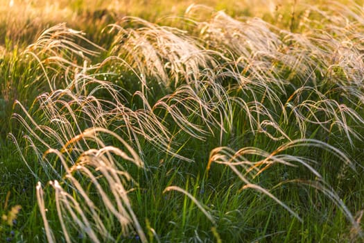 feather grass selective focus background with natural optical blur