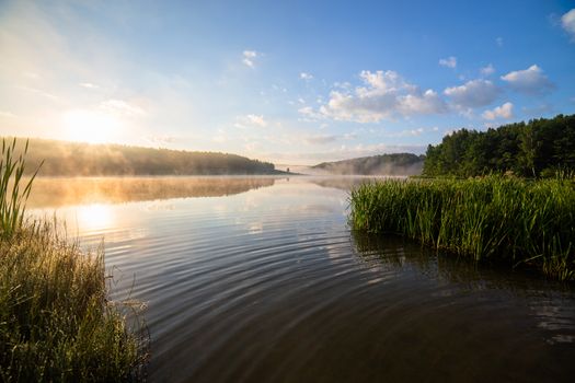 foggy lakeside at summer sunrise with tall grass in foreground