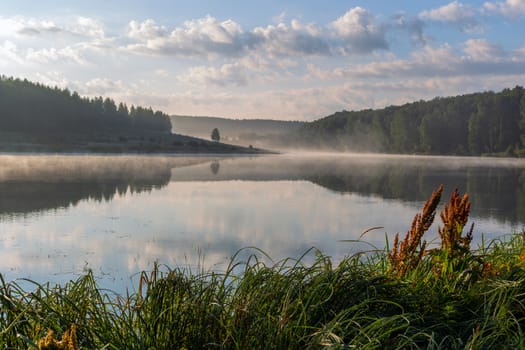 foggy lakeside at summer sunrise with tall grass in foreground