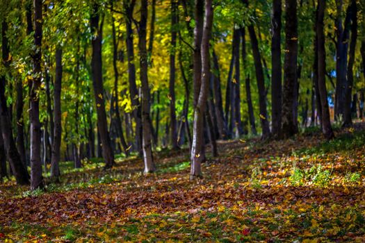 selective focus shot of autumn morning falling leaves in maple park or forest