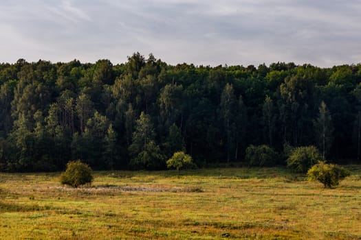 Flat edge of summer forest at cloudy daylight with couple of bushes