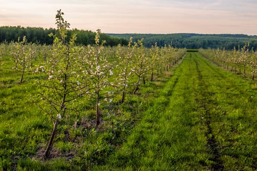 large young apple garden cloudy daytime shot with selective focus