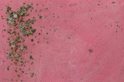 iron sheet with old pink paint and lichen.