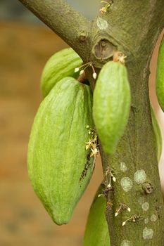 Cacao fruit, raw cacao beans, Cocoa pod on tree.