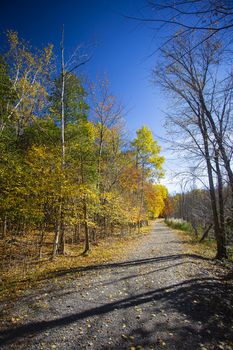 Gravel park path, surrounded by trees, with blue sky during the fall