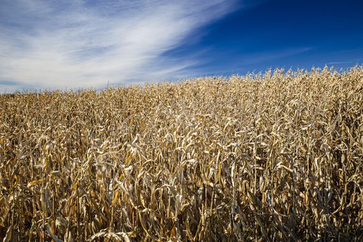 Field of corn crop, golden color and dry, against a blue sky with cloud