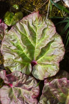 top close-up view of a young rhubarb leaf