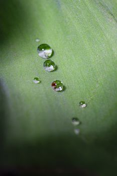 Small drop of water on top of a green leaves