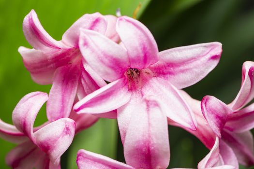 Macro shot of small pink hyacinth flower