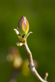 young lilac leave, with purple tips, at the end of a branch