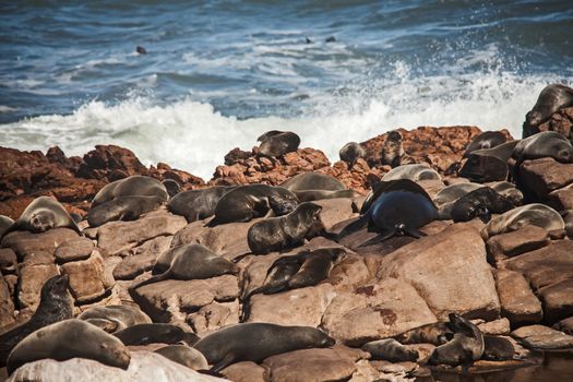 Cape Fur Seal (Arctocephalus pusillus), also known as Brown Fur Seal, on the Atlantic Coast of South Africa in the Namaqua National Park.