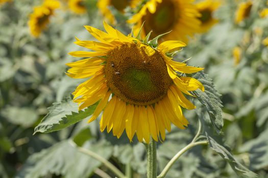 Sunflower in the sunflower field at summer