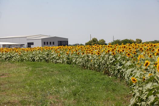 Sunflower in the sunflower field at summer