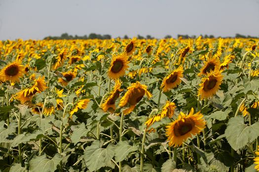 Sunflower in the sunflower field at summer