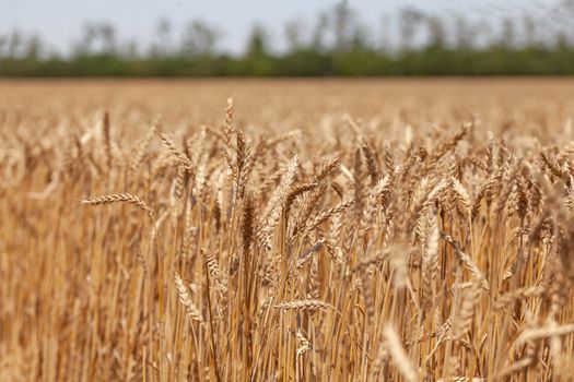 Summer landscape with wheat field and trees