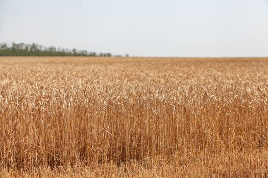 Summer landscape with wheat field and trees