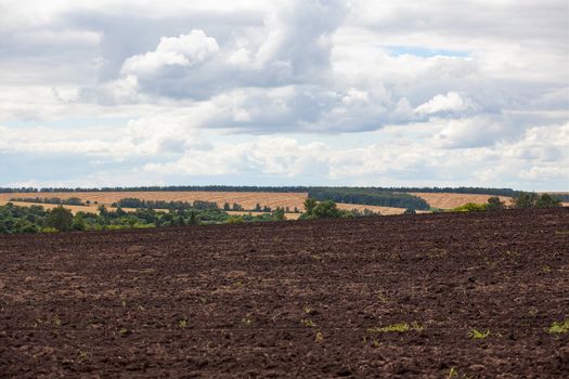 Summer landscape with arable, ripe wheat field and green trees