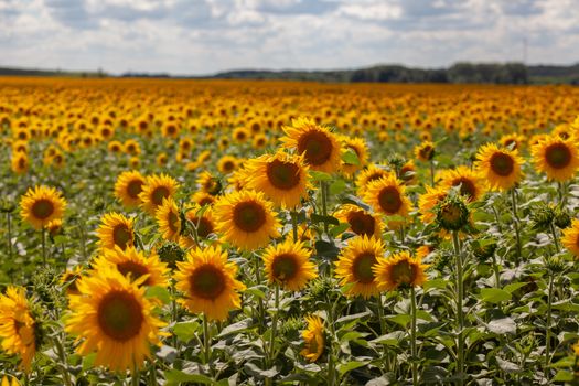 Summer landscape with sunflower field;