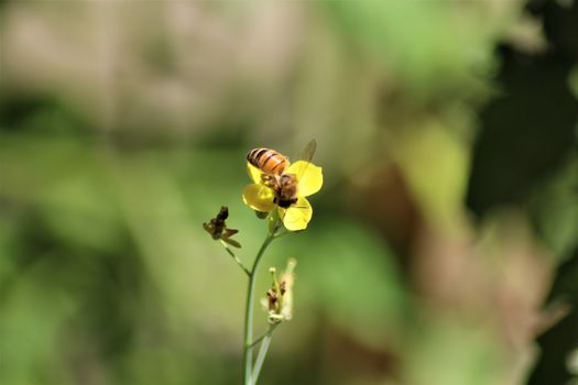 Bee on a arugula flower with a blurry background