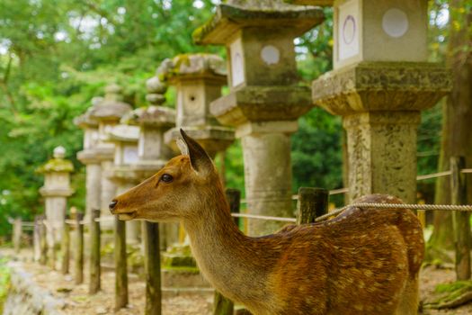 View of a sacred deer in Nara Park, Japan