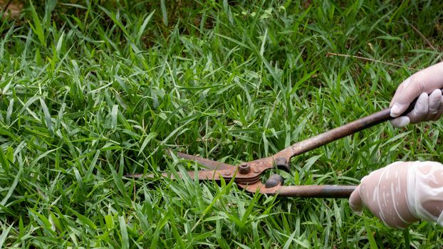 The image of a man holding a gardening scissors.