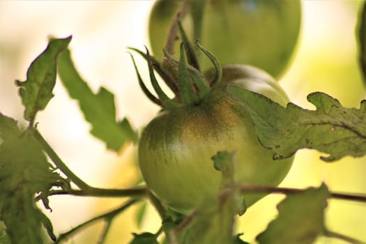 Green tomato on the bush as a close up