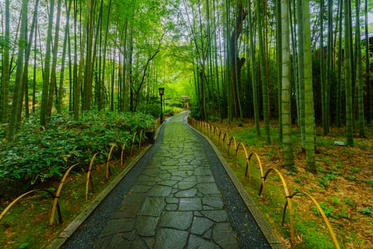 View of the small bamboo forest, in Shuzenji, Izu Peninsula, Japan