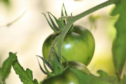 Green tomato on the bush as a close up