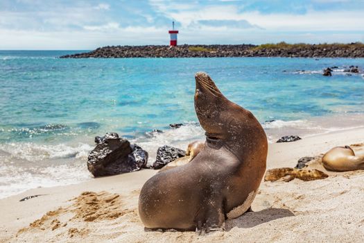 Galapagos Sea Lion in sand lying on beach. Wildlife in nature, animals in natural habitat. Mann Beach (Playa Mann), San Cristobal, Galapagos, Ecuador, South America.