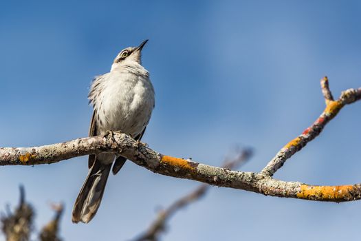 Galapagos Mockingbird Amazing animals and wildlife on Galapagos Islands.