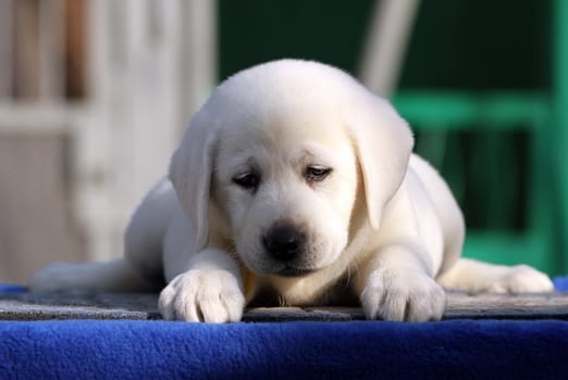 little labrador puppy on a blue background