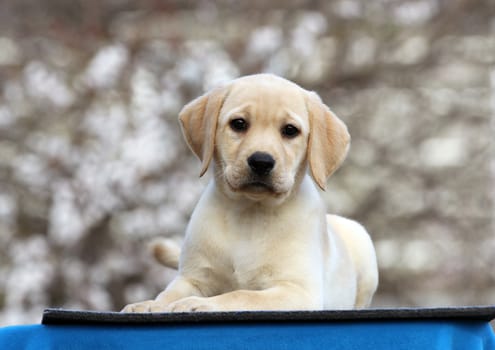 a nice little labrador puppy on a blue background