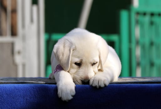 a little labrador puppy on a blue background