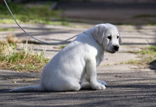 yellow labrador playing in the park