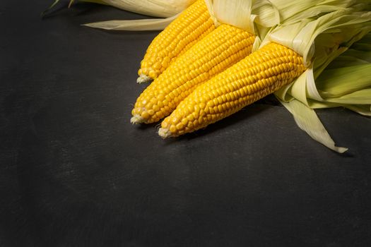 Ripe young sweet corn cob with leaves on dark concrete background, copy space.