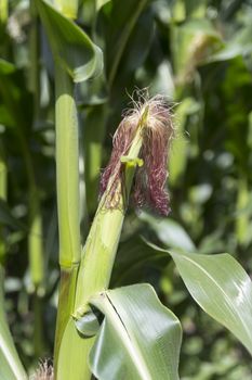 Stalks of corn grow in a field in holland in july