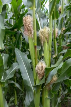 Stalks of corn grow in a field in holland in july
