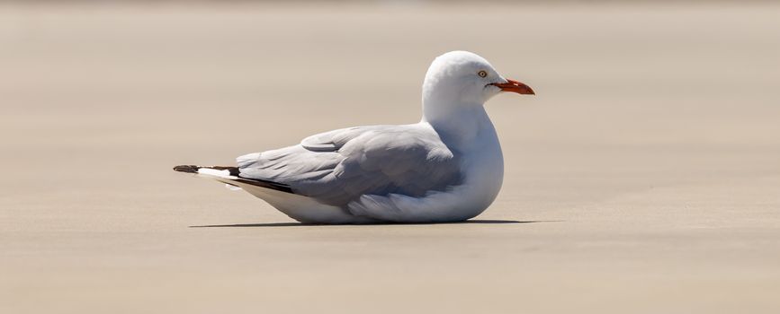 Seagull sitting on concrete. Blurred background